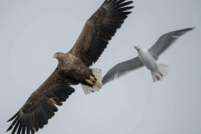 Arctic Fjordcruise & Safari in Tromso With Luxury Catamaran - Cancellation Policy and Refund Options