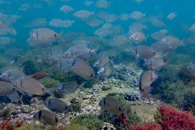 Arrábida: Kayaking Snorkeling Experience - Traveler Photos and Reviews
