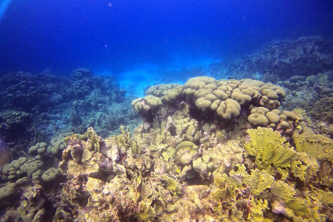Aruba Discover Scuba Diving - Reviews and Customer Feedback