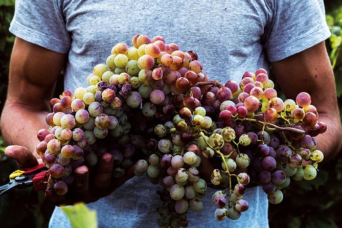 Athens Wine Tour - An Outstanding Full Day Experience For Dedicated Winelovers - Cancellation Policy