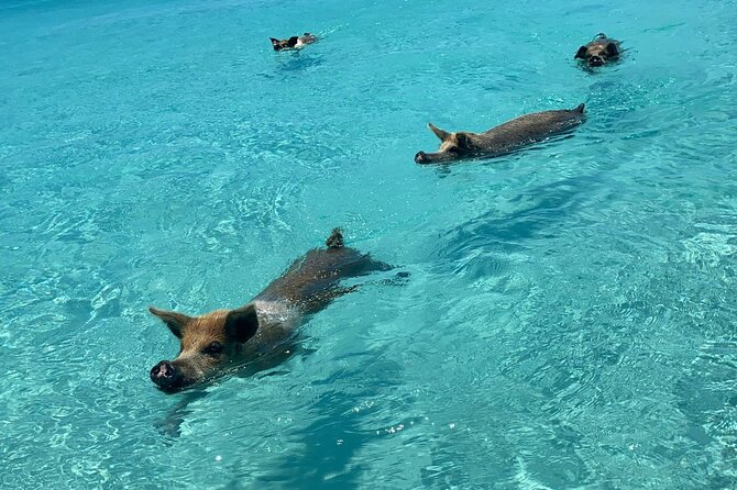 Bahamas: Exuma Cays and Swimming Pigs Powerboat Tour  - New Providence Island - Reviews and Ratings