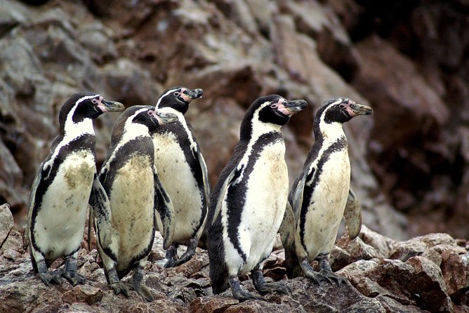 Ballestas Islands for Cruise Ship Passenger Paracas Harbour - Exploring the Candelabra Geoglyph