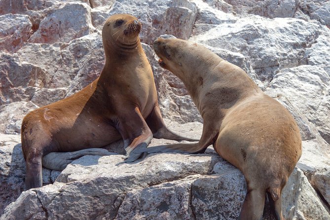 Ballestas Islands Group Tour From Paracas - Reviews of Ballestas Islands Group Tour