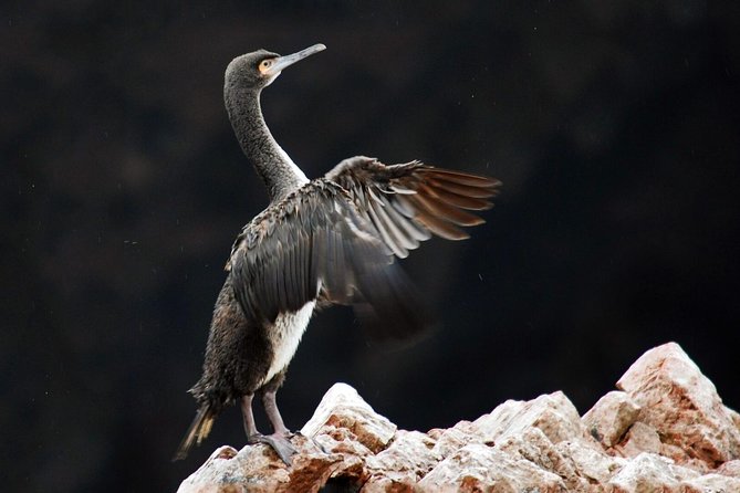 Ballestas Islands Group Tour From San Martin Port - Experience and Duration