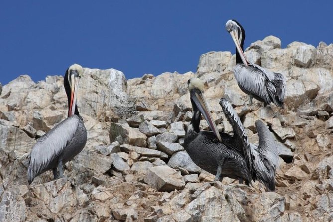 Ballestas Islands Sightseeing Boat Ride From Paracas - Additional Tips and Recommendations