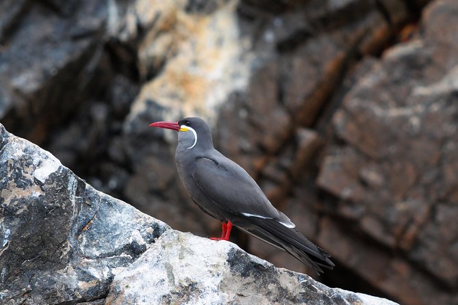 Ballestas Islands Tour From Pisco - End Point and Cancellation Policy