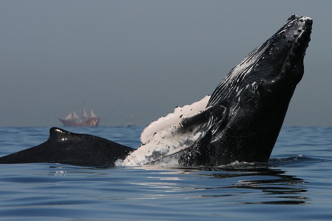 Banderas Bay Small-Group Whale Watching Tour From Sayulita - Comfortable Sailing in Banderas Bay