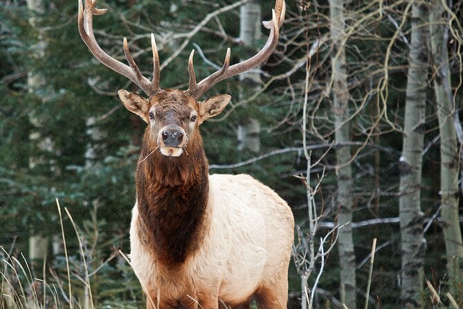 Banff Legends and Landmarks - Historical Walking Tour - Historical Landmarks