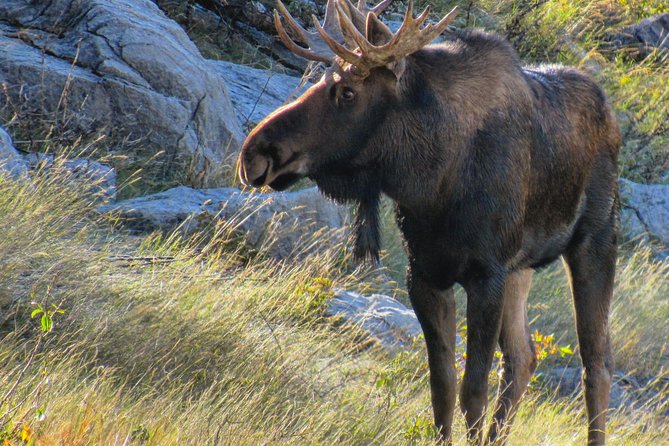 Banff to Jasper One-Way Tour - Reviews and Pricing
