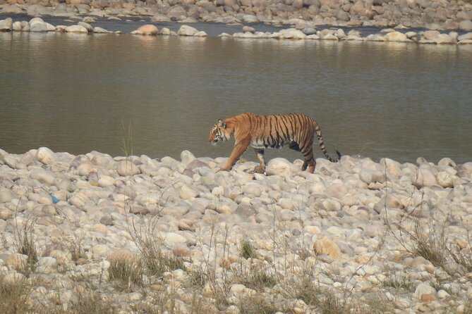 Bardia Tiger Tracking Tour 3 Nights 4 Days Full Package - Day 3: Tiger Tracking Excursion