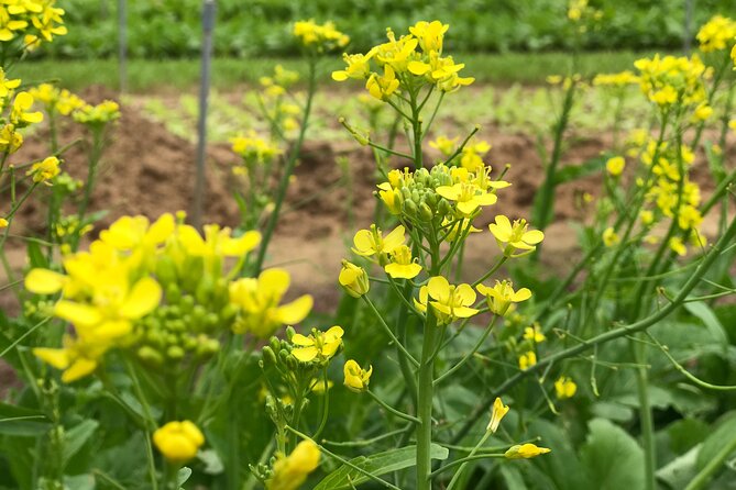 Become a Farmer at Tra Que Vegetable Village Included Cooking Class and Foot Massage - Reviews