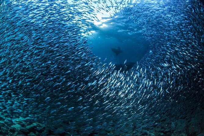 Beginner Scuba Diving Experience in Cabo San Lucas - Exploring the Underwater World of Cabo San Lucas