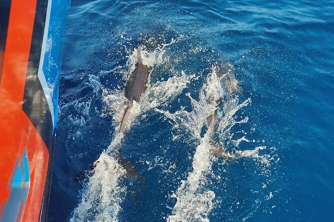 Benagil Caves and Dolphin Watching - 2.5h - Common Questions
