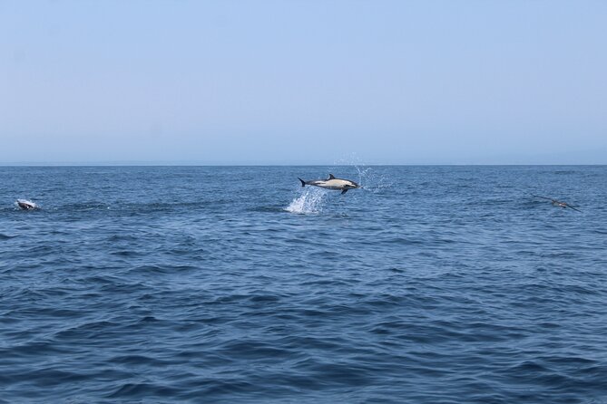 Benagil Caves and Dolphins Tour - Salema Beach - Tips for a Memorable Experience