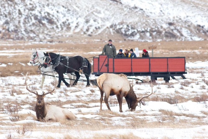 Best of Jackson Hole Wildlife Safari Tour - Common Questions
