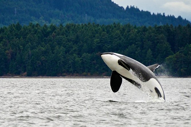 Best of Juneau: Mendenhall Glacier, Whale Watching and Salmon Bake - Cancellation Policy and Weather Conditions