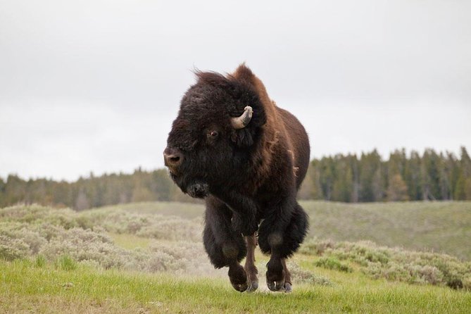 Best of Yellowstone - Guided National Park Safari Tour - Traveler Photos and Reviews