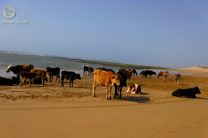 Big Dunes and Atlantic Coast Tour 2 HOURS - Reviews and Pricing