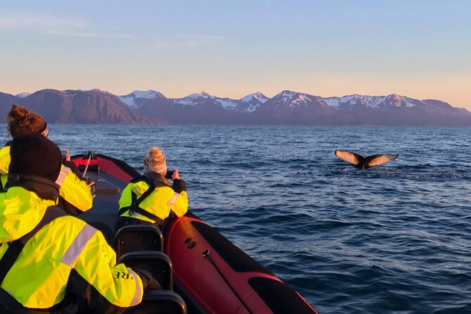 Big Whales & Puffins RIB Boat Tour From Húsavík - Traveler Photos and Reviews