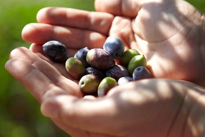 Bio Farm Private Olive Oil Tasting, Farm to Fork Meal & Temple of Poseidon Tour - Discover Organic Farming Practices