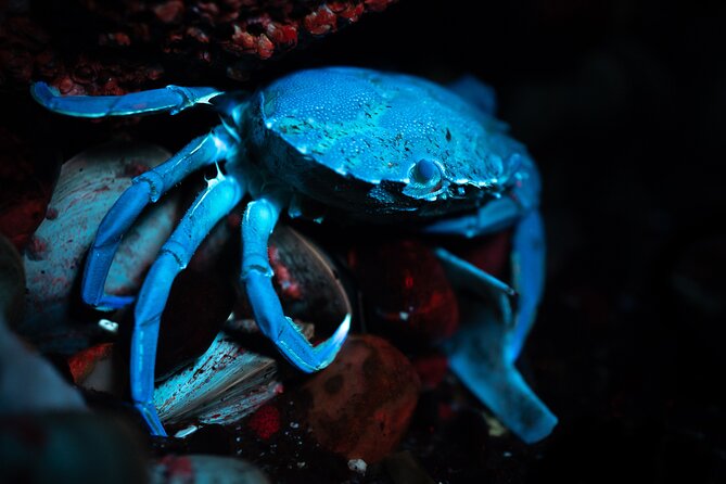 Biofluorescent Night Walk in Norfolk - Tips for a Successful Biofluorescent Night Walk