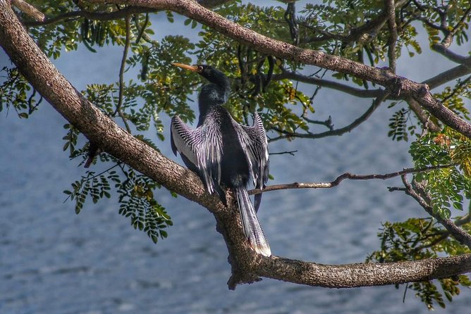 Bird Watching Tours - Meeting and Pickup