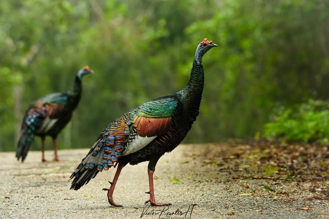 Birdwatching at the Mayan Cities With Certified Guide - Equipment and Tips for Birdwatching