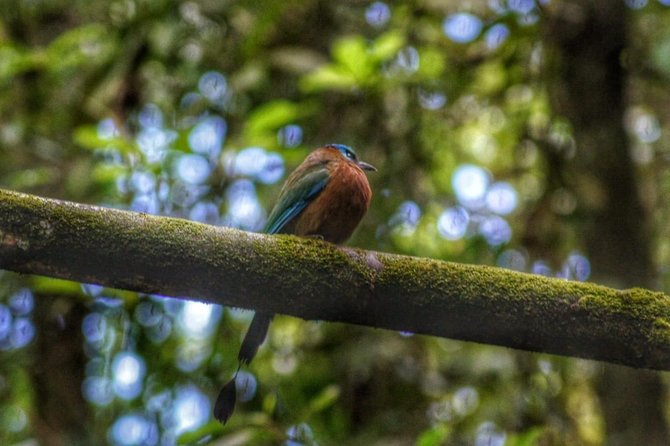 Birdwatching, Waterfall, Rainforest and Island Nature Tours - Waterfall Tour
