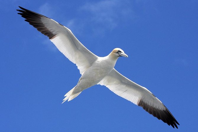 Blasket Islands Wildlife Boat Tour From Dingle - Additional Information for Travelers