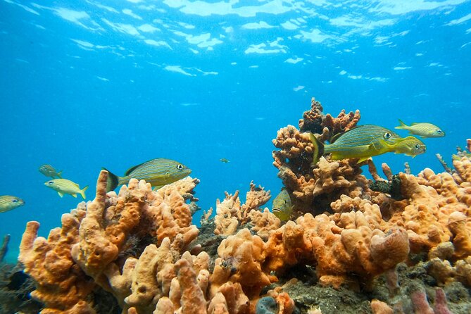 Blue Heron Bridge Guided Snorkel Tour - Traveler Photos