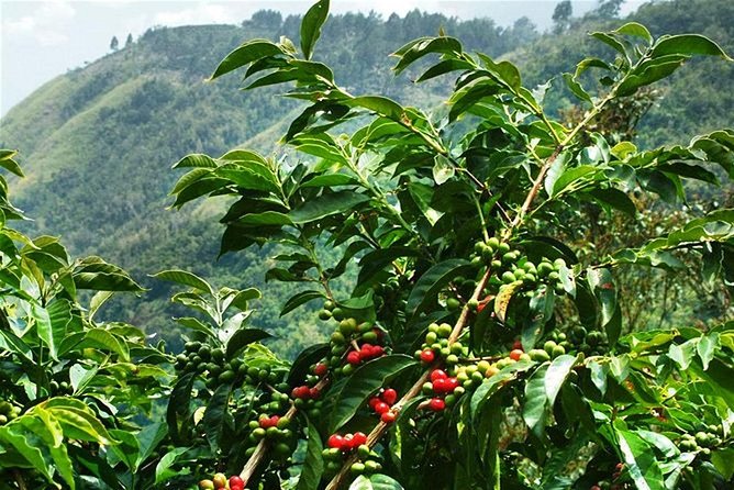Blue Mountains Coffee Private Tour From Kingston - Additional Information
