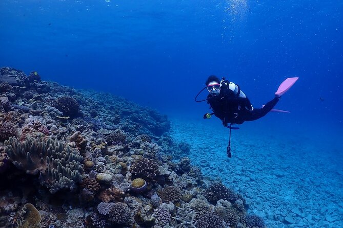 Boat Fundive 2Dives at Minna Isl or Sesoko , Okinawa