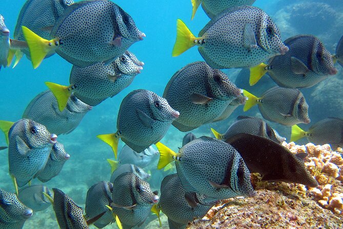 Boat Tour and Snorkel at Pelican Rock - Meeting Point and Pickup Instructions