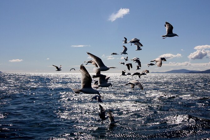 Boat Tour of Dingle Peninsula - Traveler Photos and Reviews