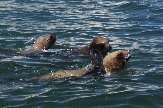 Boat Tour of the Ballestas Islands in Paracas - Pickup Point Options