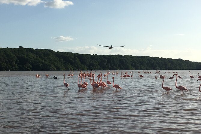 Boat Tour to Celestun From Merida - Review Highlights and Customer Experiences