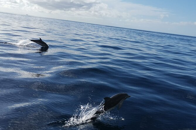 Boat Trip Along the Northwest Coast of La Palma - The Sum Up