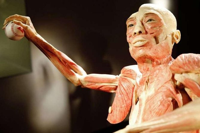 Bodies The Exhibition at the Luxor Hotel and Casino - Positive Visitor Reviews and Feedback