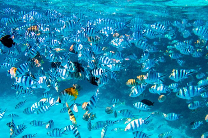 Bora Bora Combo Tour: Lagoon Cruise and 4WD Tour Including Snorkeling - Common Questions