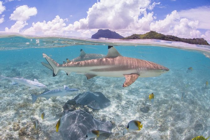 Bora Bora Eco Snorkel Cruise Including Snorkeling With Sharks and Stingrays - Positive Experiences and Tour Operator Features
