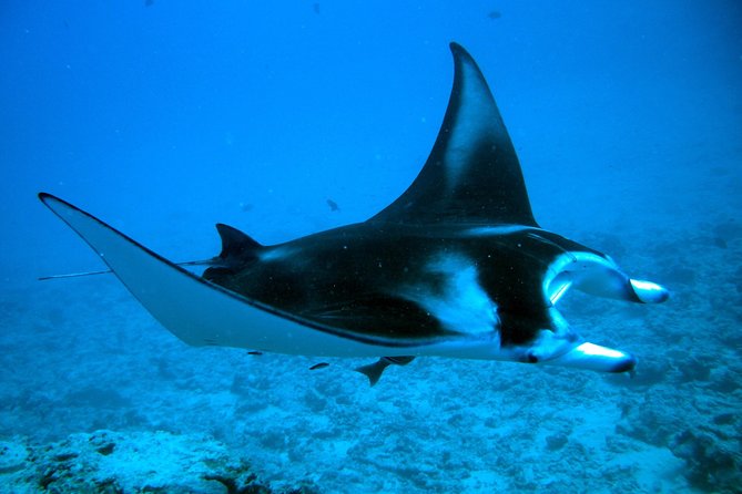 Bora Bora Jet Ski Tour, & Eco Shark / Ray Snorkel Cruise - Common Questions
