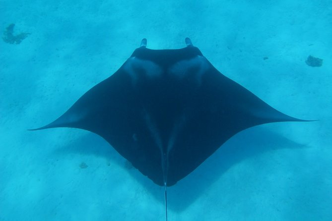 Bora Bora Lagoon Snorkeling Tour by Private Boat - Pickup Offered
