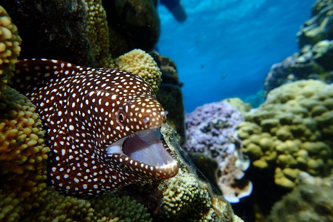 Bora Bora: Luxury Private Half Day Snorkeling Tour - Additional Information