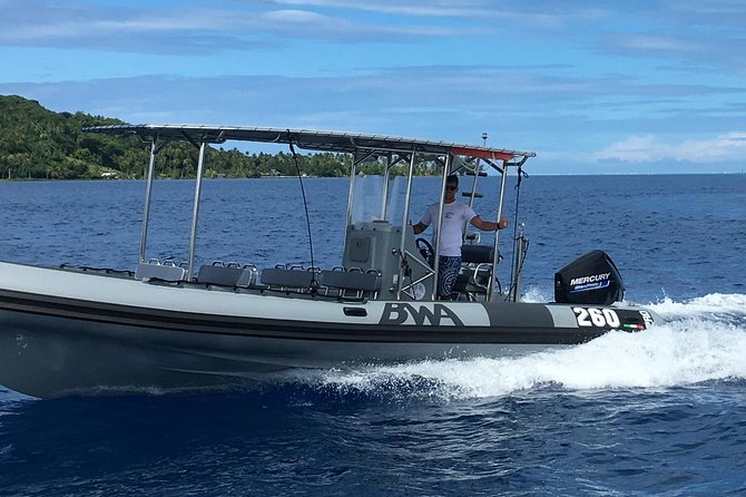 Bora Bora Private Half-Day Whale-Watching Tour - Reviews