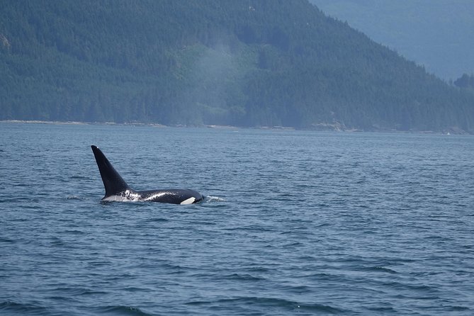 British Columbia: Salish Sea Half-Day Whale and Wildlife Tour  - Vancouver Island - Guides Commentary