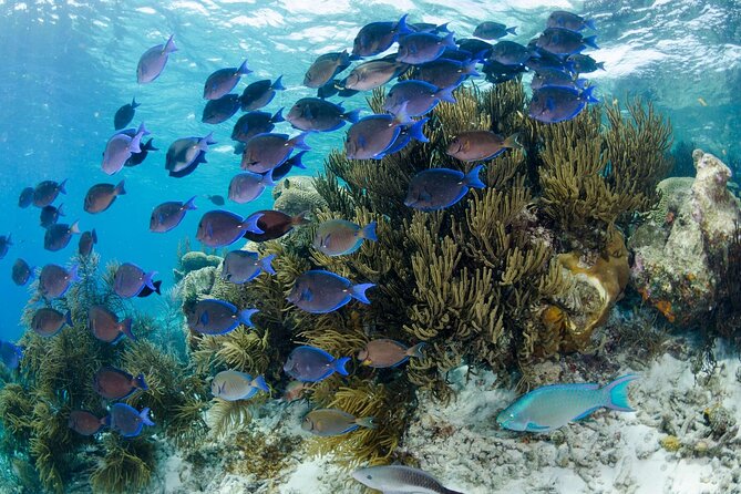 Brunch & Snorkel Catamaran Tour - Tour Highlights