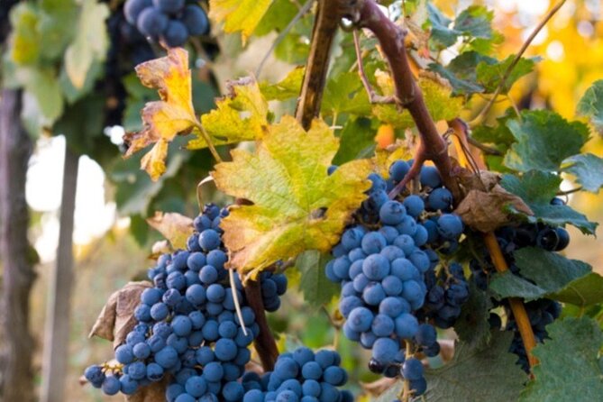 Brunello Wine Tasting From San Gimignano - Additional Information