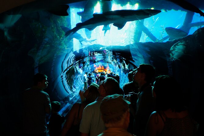 Burj Khalifa 124 & 125, Dubai Aquarium, and Underwater Zoo Tour - Contact and Support