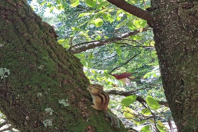 Busan Private Hiking Tour : Panoramic Views Awaits - Experienced Local Guides and Safety Measures