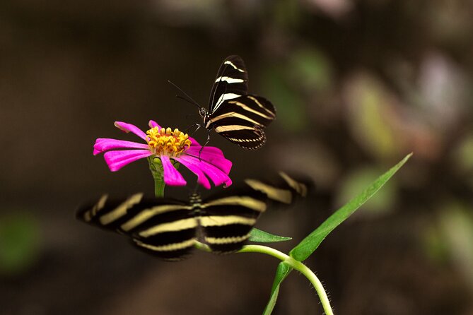 Butterfly Sanctuary Guided Tour in Puerto Vallarta - Meeting and Pickup Details